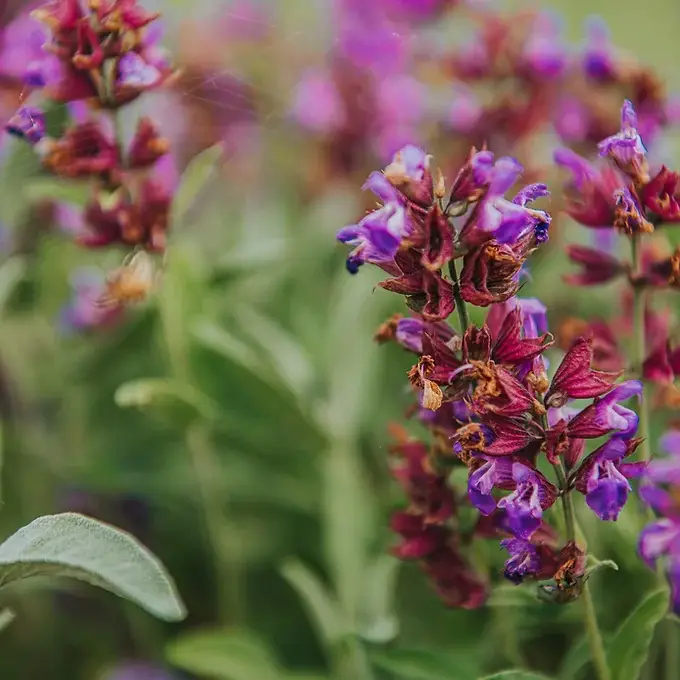 SEVEN SENSES ORGANIC – Chá de saúde/Detox por atacado – Chá de Sálvia Orgânico Grego: o chá grego para foco mental3