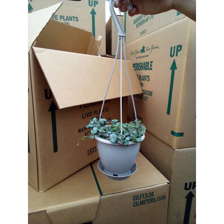 4.5" Succulents String of Hearts HB for wholesale by Triad Plants