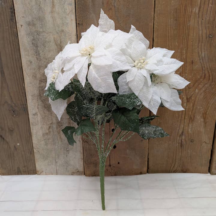 Snövit Julstjärnebuske för wholesale av A.T. Imports