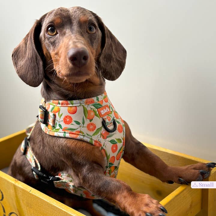 Barx - Wholesale Pet Harness - Dog - Adjustable Harness | Orancello2