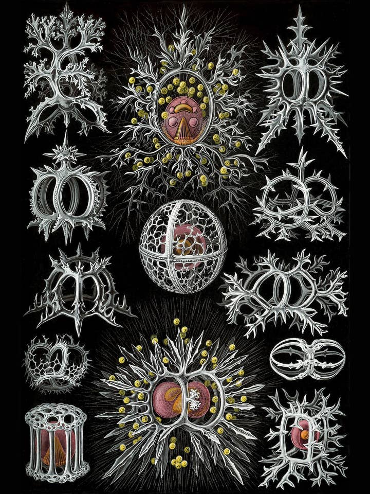 Stephoidea van Ernst Haeckel, 1904 - Inpakpapier voor wholesale door Flashback Shop