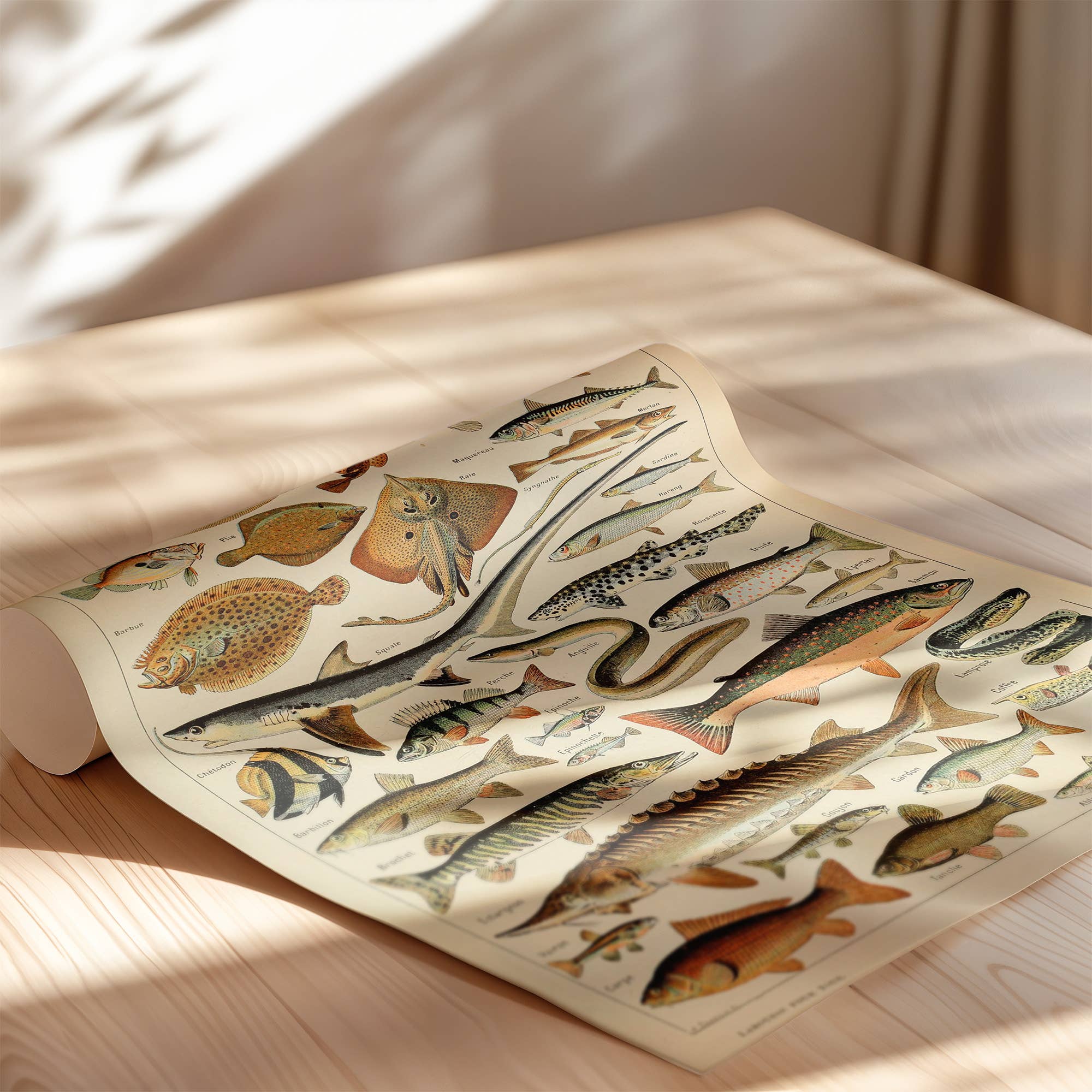 Swinford Designs - Wholesale Art Print - Vintage Fish Guide Art Print - Illustrated Chart Poissons B5