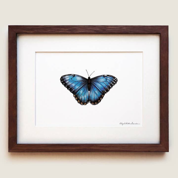Blue Morpho Butterfly | Fine Art Print for wholesale by ElizabethAnnFrancis