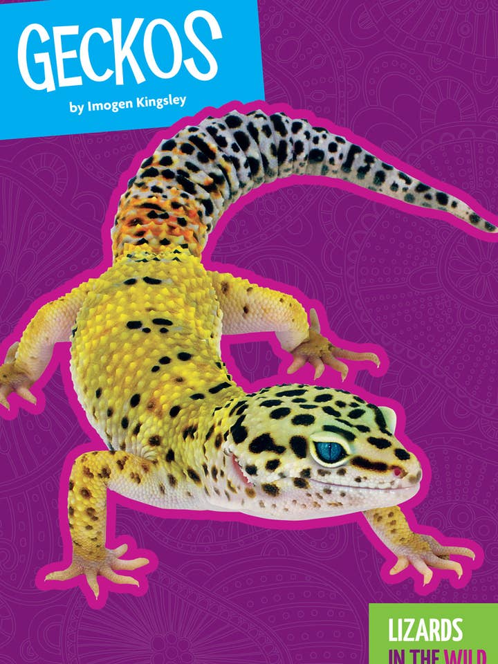 Geckos for wholesale by Amicus Publishing
