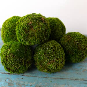 Purchase Wholesale live moss. Free Returns & Net 60 Terms on Faire