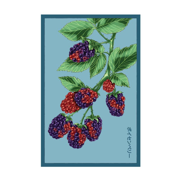 2026 Boysenberry Flower Seeds Packet for wholesale by Chive Canada