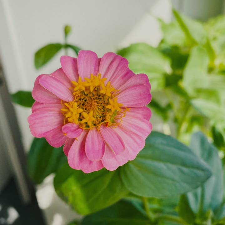 zinnia Mexican princess for wholesale by BerlinGreen