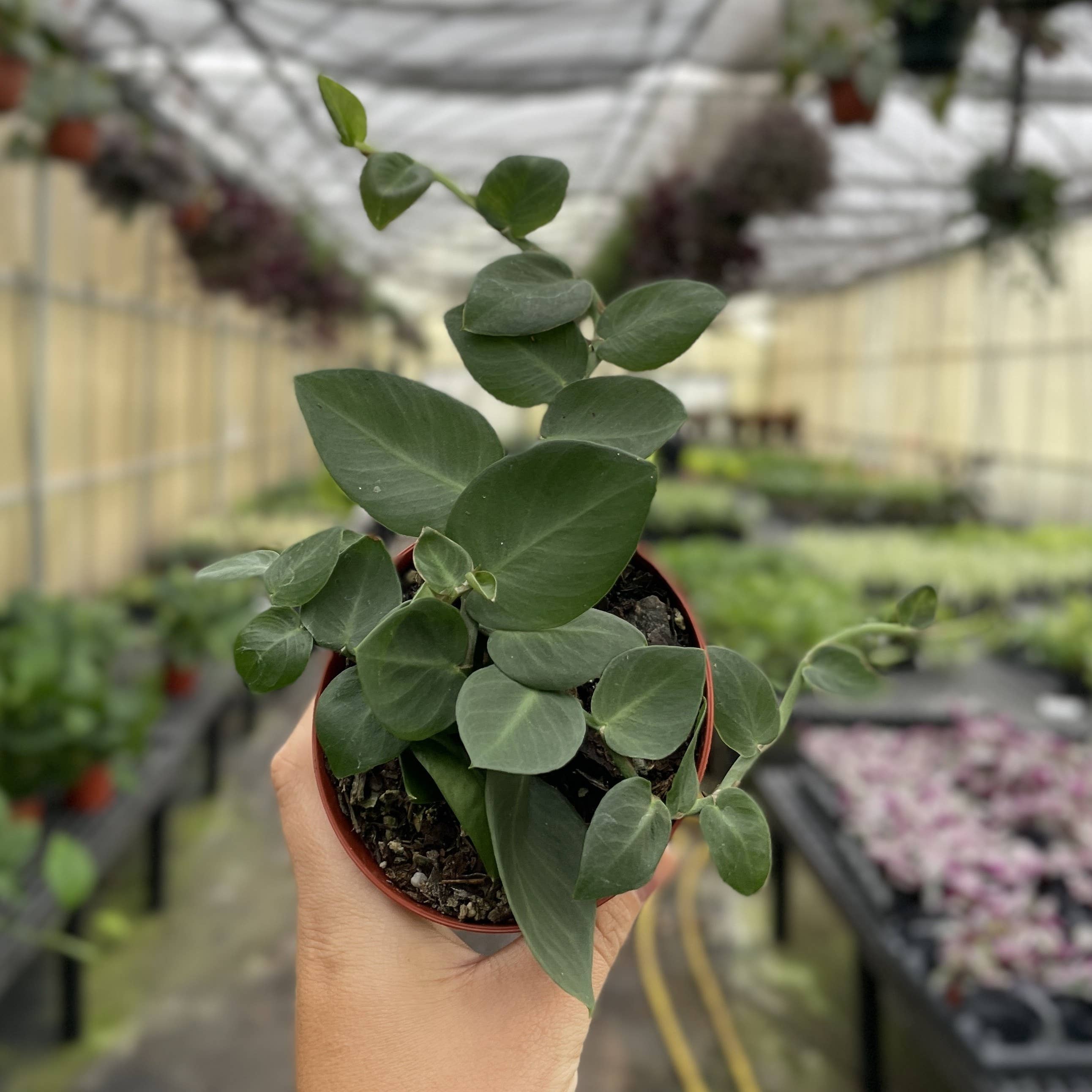 Thorsen's Greenhouse - Wholesale Live Plant - Rhaphidophora Korthalsii - Shingle Plant - 4" Live Plant1