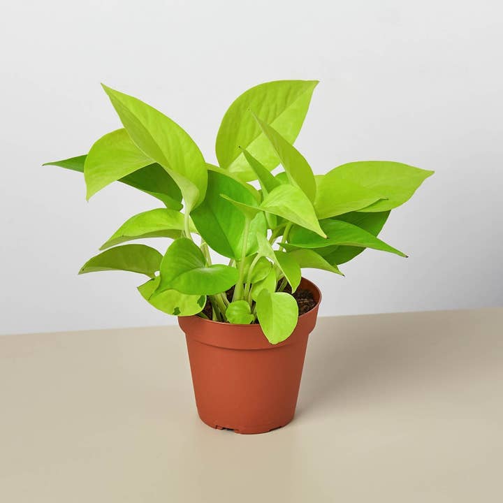 Pothos 'Neon' voor wholesale door Rooted Treasures Farms