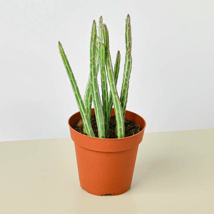 House Plant Wholesale - Wholesale Live Plant - SUCCULENT SENECIO PICKLE PLANT 4-inch