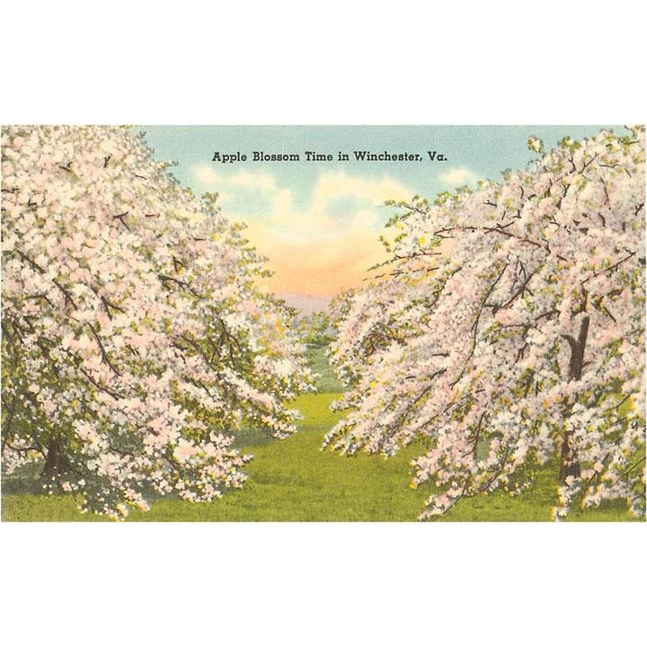 Postcard VA-194 Apple Blossoms, Winchester for wholesale by Found Image Press