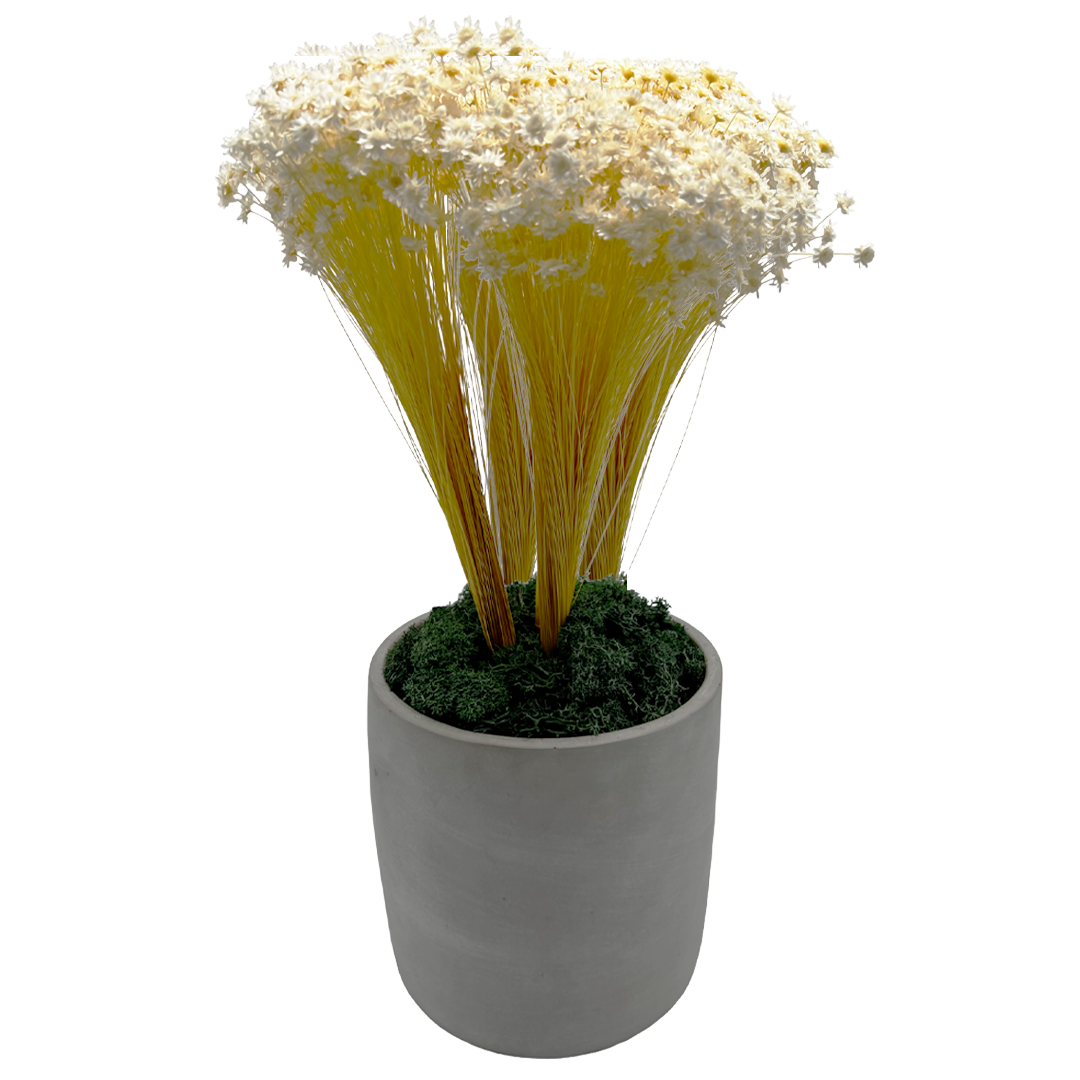 2626 Designs - Wholesale Dried/Pressed Flowers - Preserved Reindeer Moss in Multiple Colors2