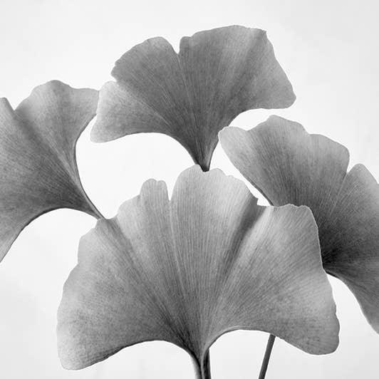 Dennis Frates (fan de Ginko) - WDC100447 pour la vente par The Art Group