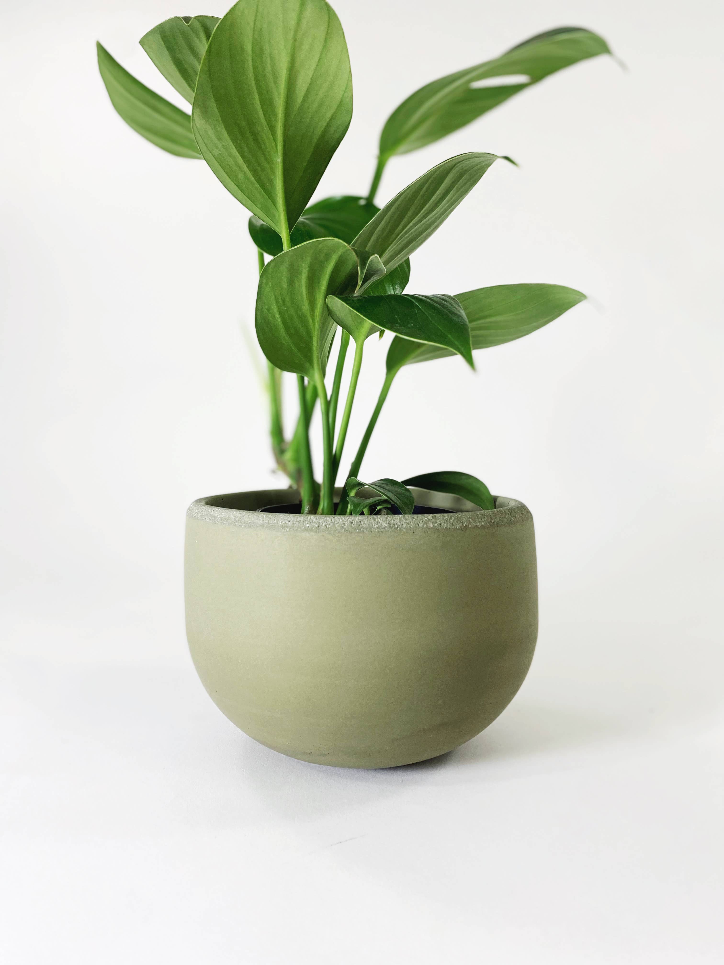 Settlewell - Wholesale Plant Pot - 6" Concrete Bowl Planter / 16 Colors10