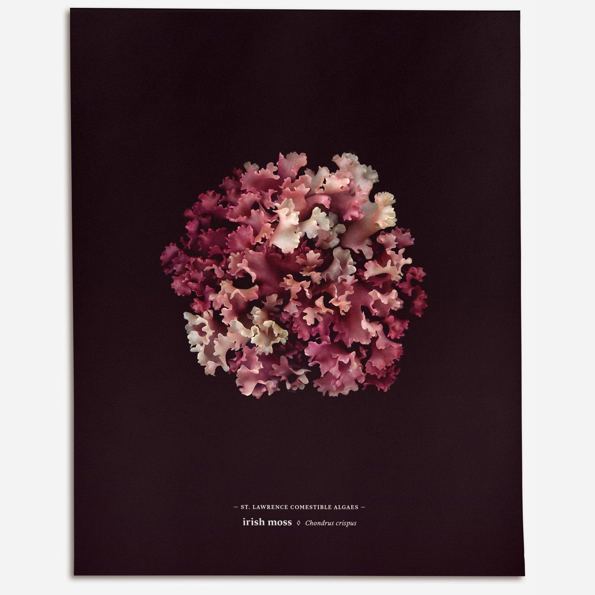 Raoul & Simone - Wholesale Art print - Irish Moss - La Pourpre (Chondrus crispus)4