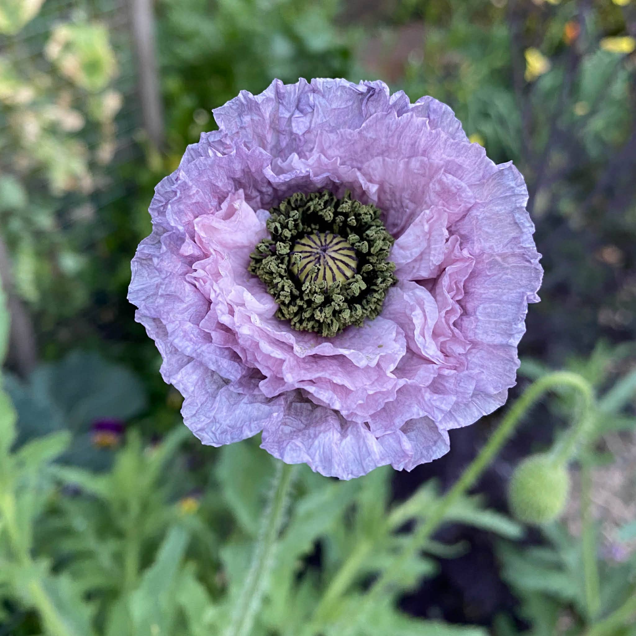 Lil'Bit Better – Engroshandel Plantefrø – Bi- og nyttige insektfrøbolde - 3 eller 6 pakker - Økologisk6