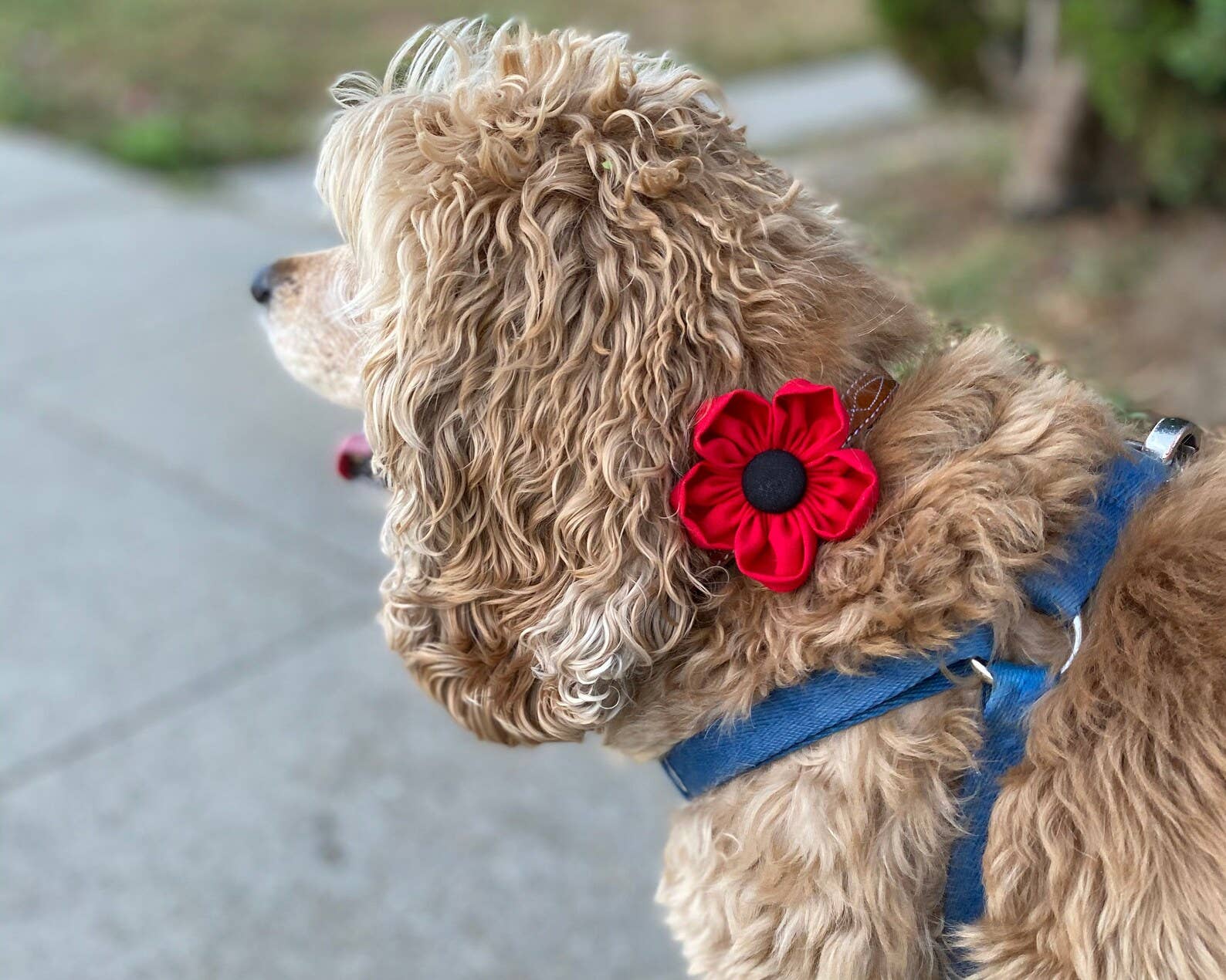 Darcy's Canine Designs - Wholesale Pet Collar - Dog - Red Poppy Collar Flower Pet Accessory