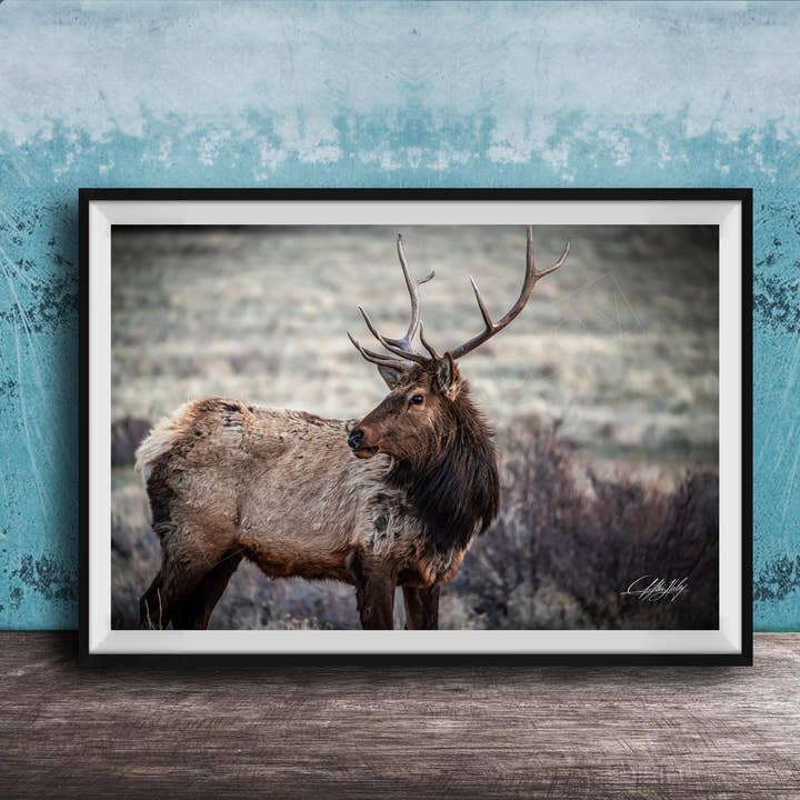 Elk Wall Art - Bull Elk Antlers - Floating Frame for wholesale by Clifton Haley Photography