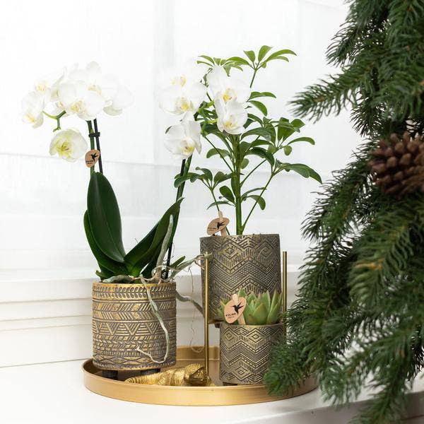 Oasis of Life - Wholesale Plant Pot Stand - Golden Metal Plant Stand Ø12cm – Modern Plant Holder – Adjustable Height 7.5cm/11cm – Elegant Decor for Indoor Plants1