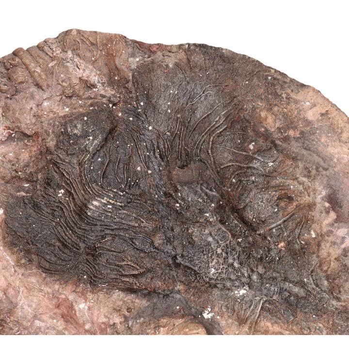 Vives de la Cortada S.L - Wholesale Spiritual Stone/Crystal - Fossil part (A)3