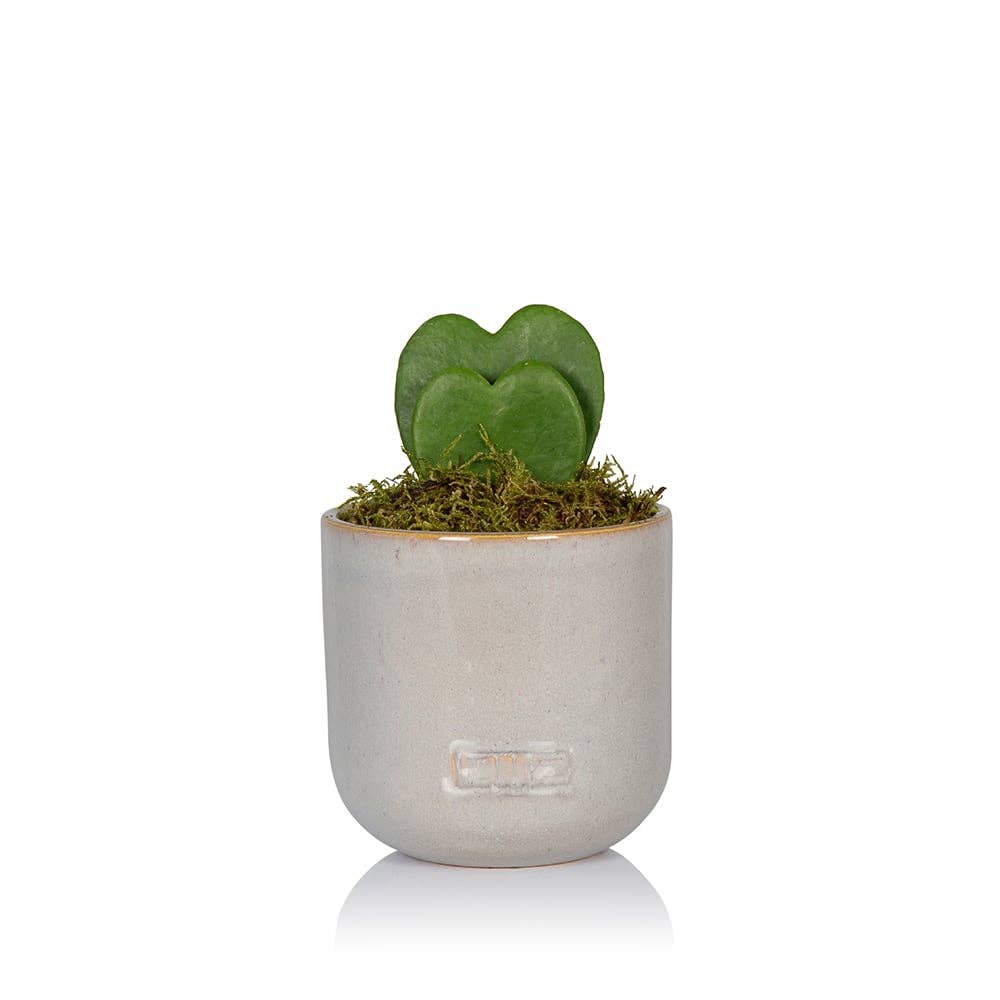 The Little Botanical – wholesale Succulent – Hoya Kerrii (Double Heart) 💚💚7