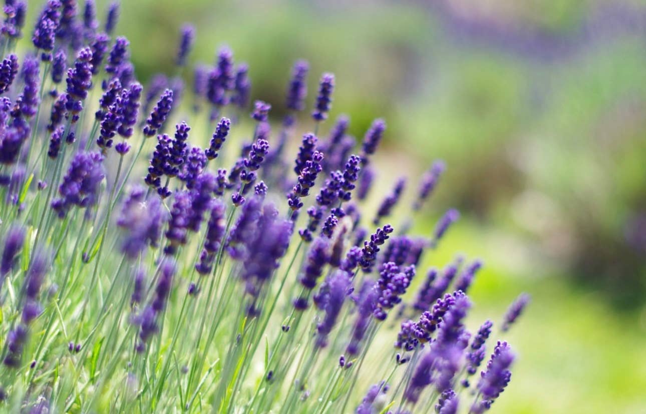 Lavender Beads - Wholesale Essential Oil - Lavender Essential Oil 30ml - For Aromatherapy Bracelets9