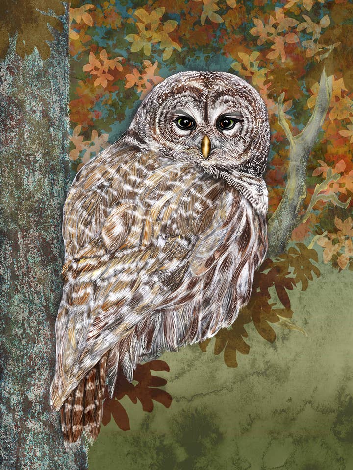 Barred Owl Fine Art Print Reproduction Giclee Wall Decor for wholesale by Starlene Designs