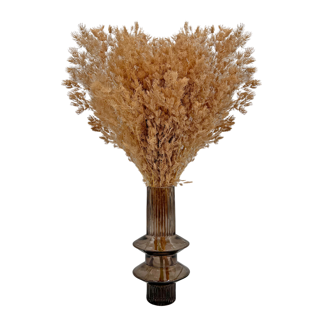 2626 Designs - Venta al por mayor Flores secas/prensadas - Helecho Espárrago Preservado, de 30 a 50 cm de largo6