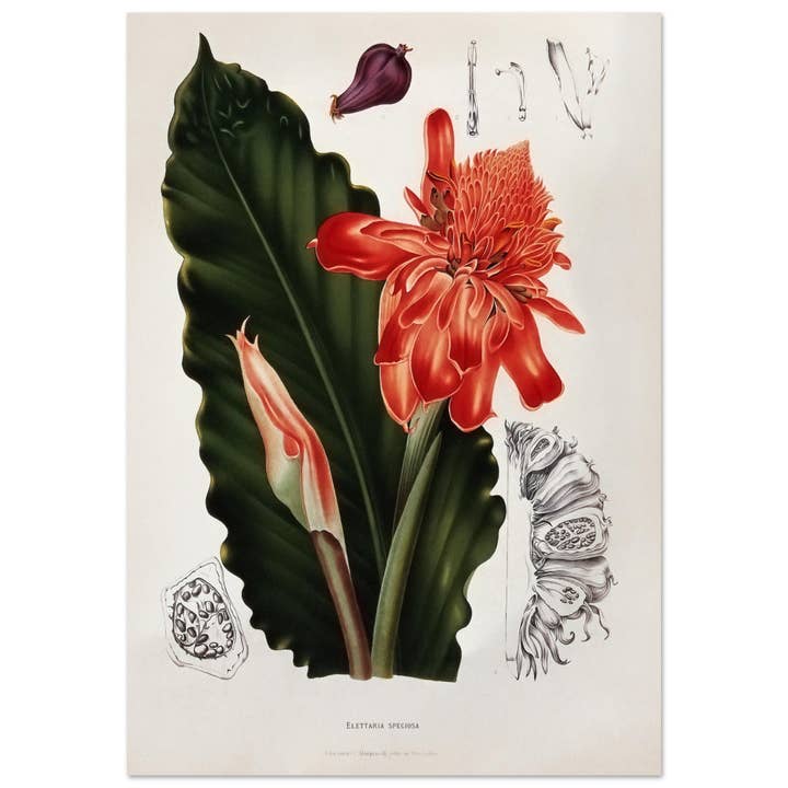 Elettaria speciosa pour la vente par Maison de Paloma