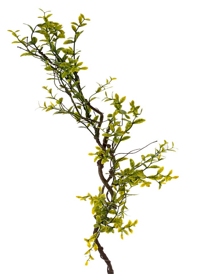 Branche de feuilles de buis de 34 pouces pour la vente par American Best