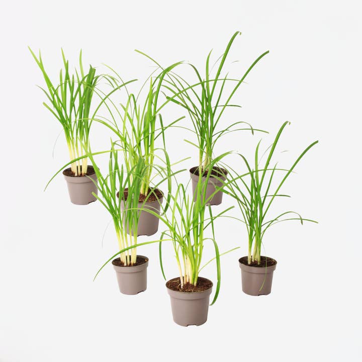 Oasis of Life - Wholesale Live plant - Society Garlic Tulbaghia violacea – 6 plants – Height 15–25cm – Ø9cm – Edible plant with purple flowers & garlic scent – Herb & ornamental plant for garden, balcony & kitchen
