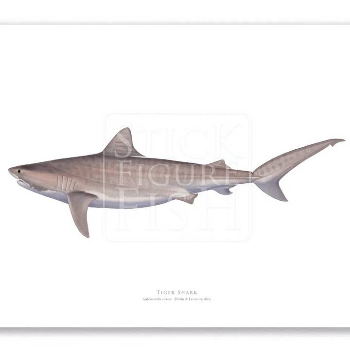 Tiger Shark - Fine Art Print for wholesale by Stick Figure Fish
