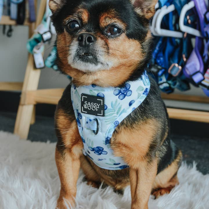 SASSY WOOF - Wholesale Pet Harness - Dog - Dog Adjustable Harness - Berry Sassy (Fruits)21