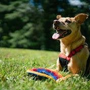 Buena Onda Games – wholesale Sporting game – Child & baby – El Grande MayaFlya (pocket disc) variety pack4