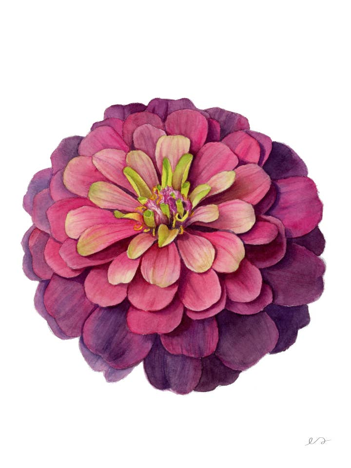 Zinnia Art Print – Bold Watercolor Birth Flower Art for wholesale by Art by Emma Lian