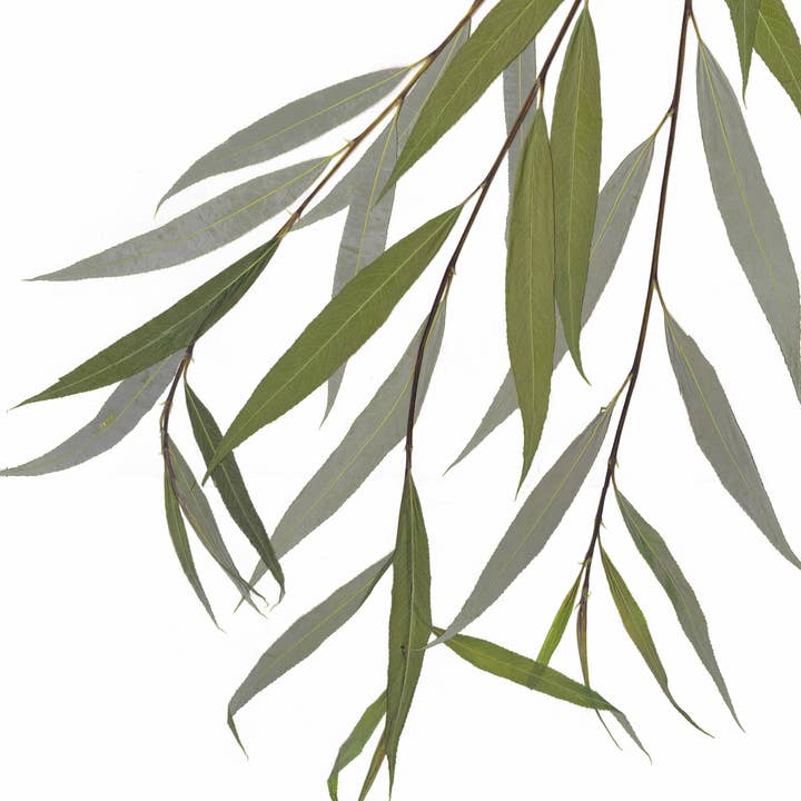 Impression d'art botanique Willow Tree pour la vente par Little Green Herbaria
