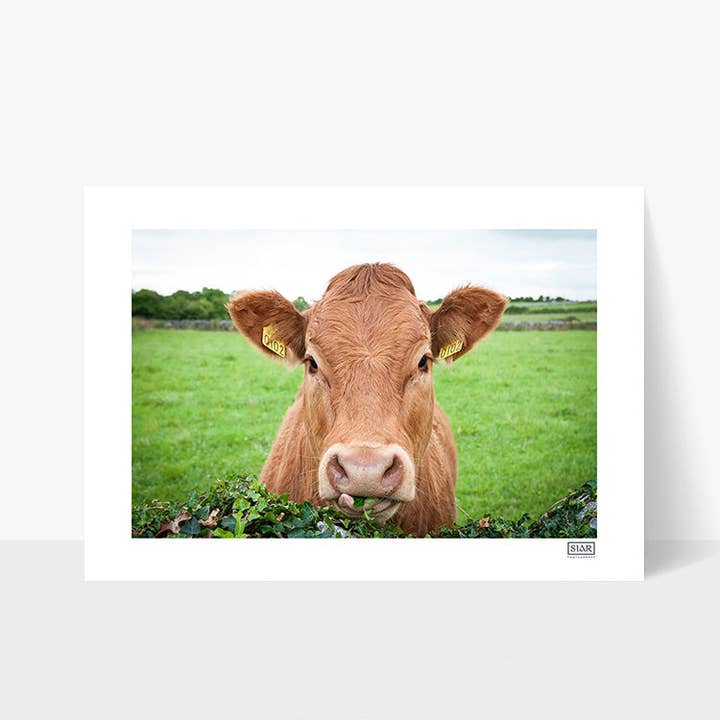 Rua De Koe voor wholesale door SIAR Photography