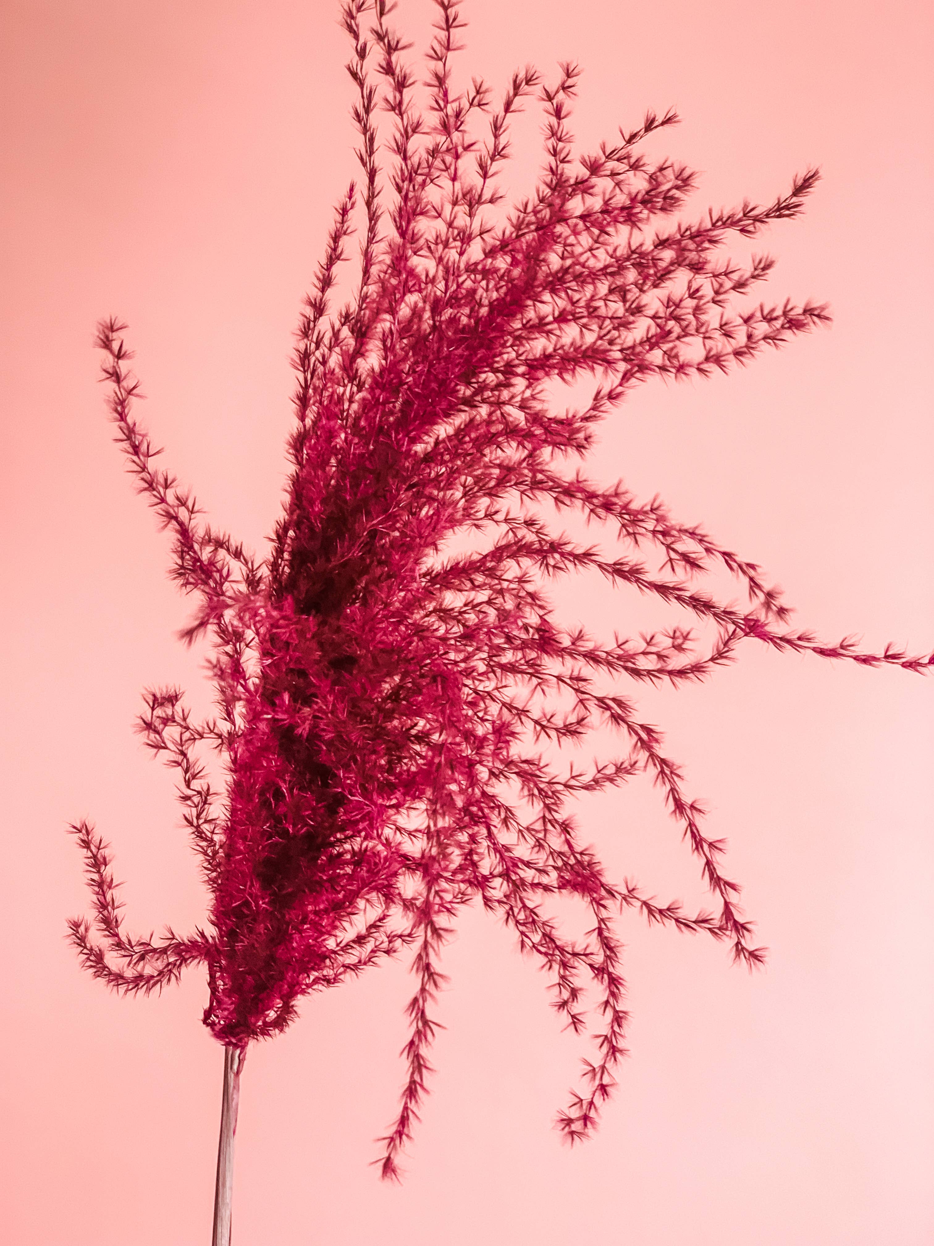 Fleurs Flowers - Wholesale Dried/Pressed Flowers - Miscanthus Grass11