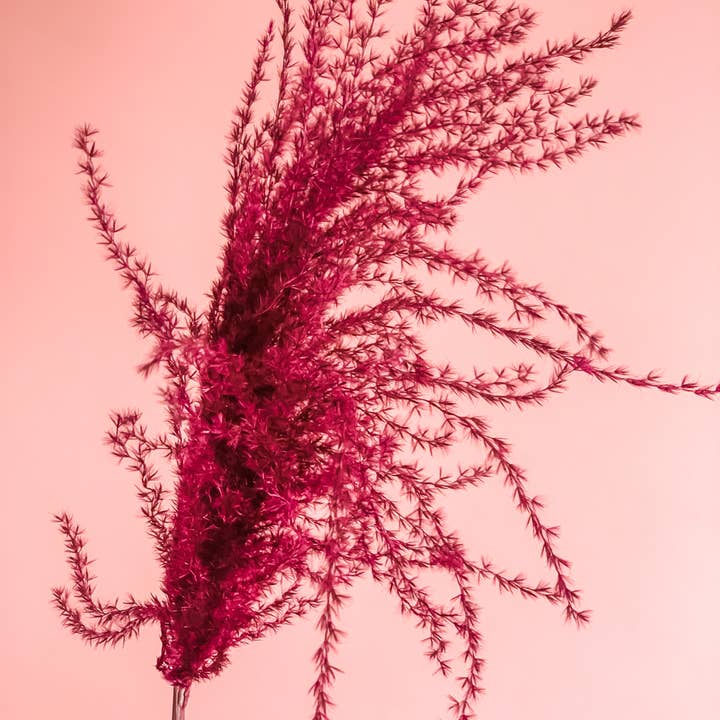 Fleurs Flowers - Wholesale Dried/Pressed Flowers - Miscanthus Grass11