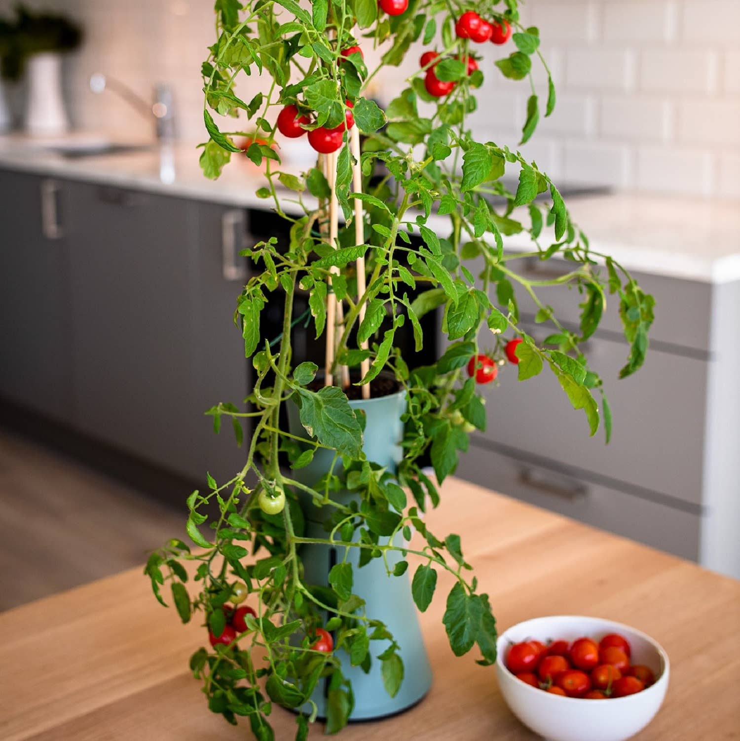 Botanium AB - Wholesale Plant Pot - Botanium - Laurel Green8