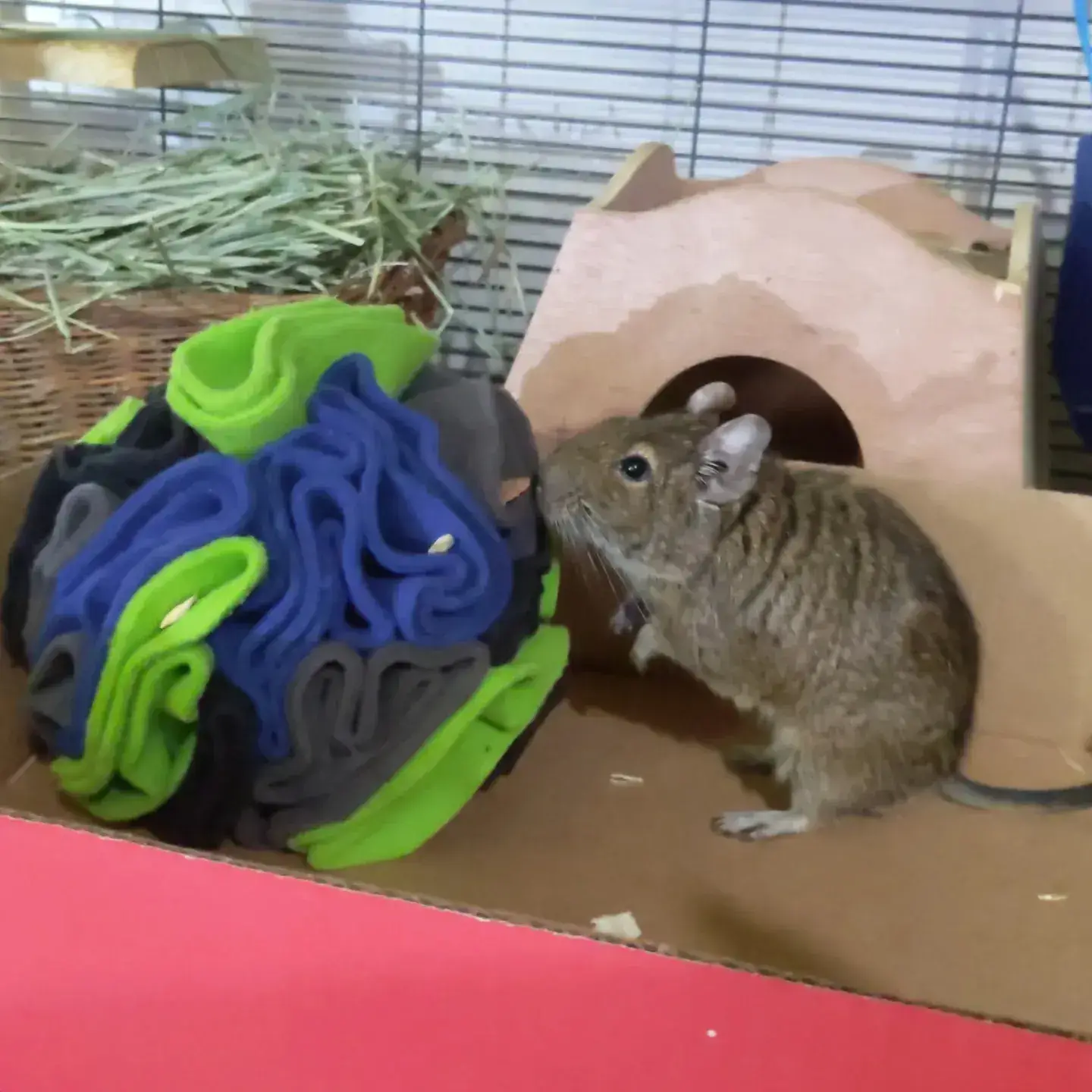 Superb Snuffles - Wholesale Pet Toy - Cat/Dog - Snuffle Ball Mini4