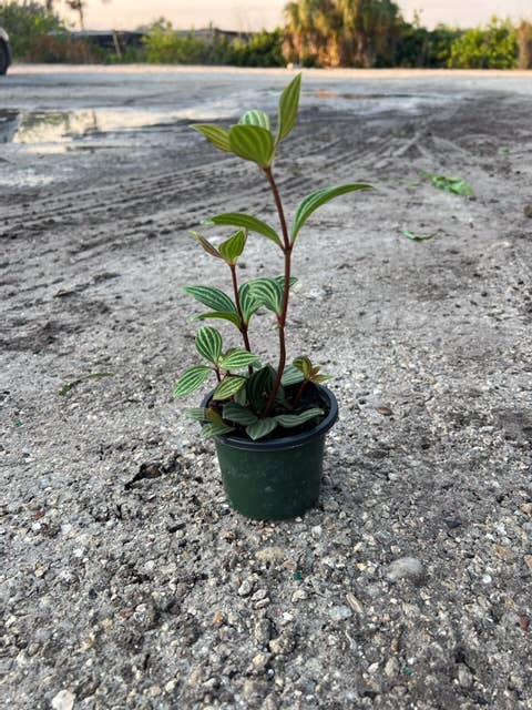 Triad Plants - Wholesale Live Plant - 4" Peperomia Puteolata0