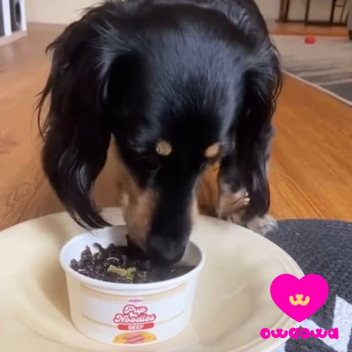 Owa Owa - Wholesale Pet Treats - Dog - Pup Noodles Beef- VIRAL cup noodles for dogs & cats