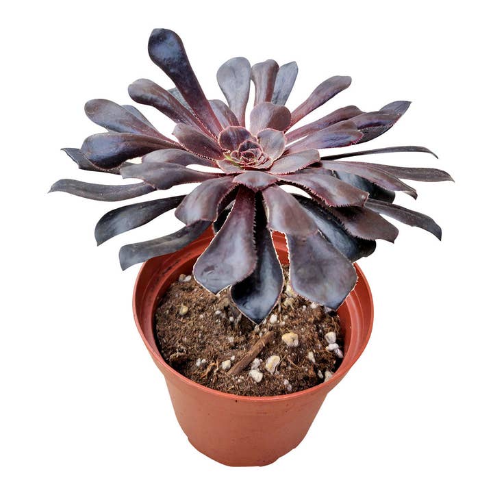 Best Plant Friend - Wholesale Succulent - Black Rose 'Zwartkop' Aeonium arboreum Succulent 2/4" in Pot1