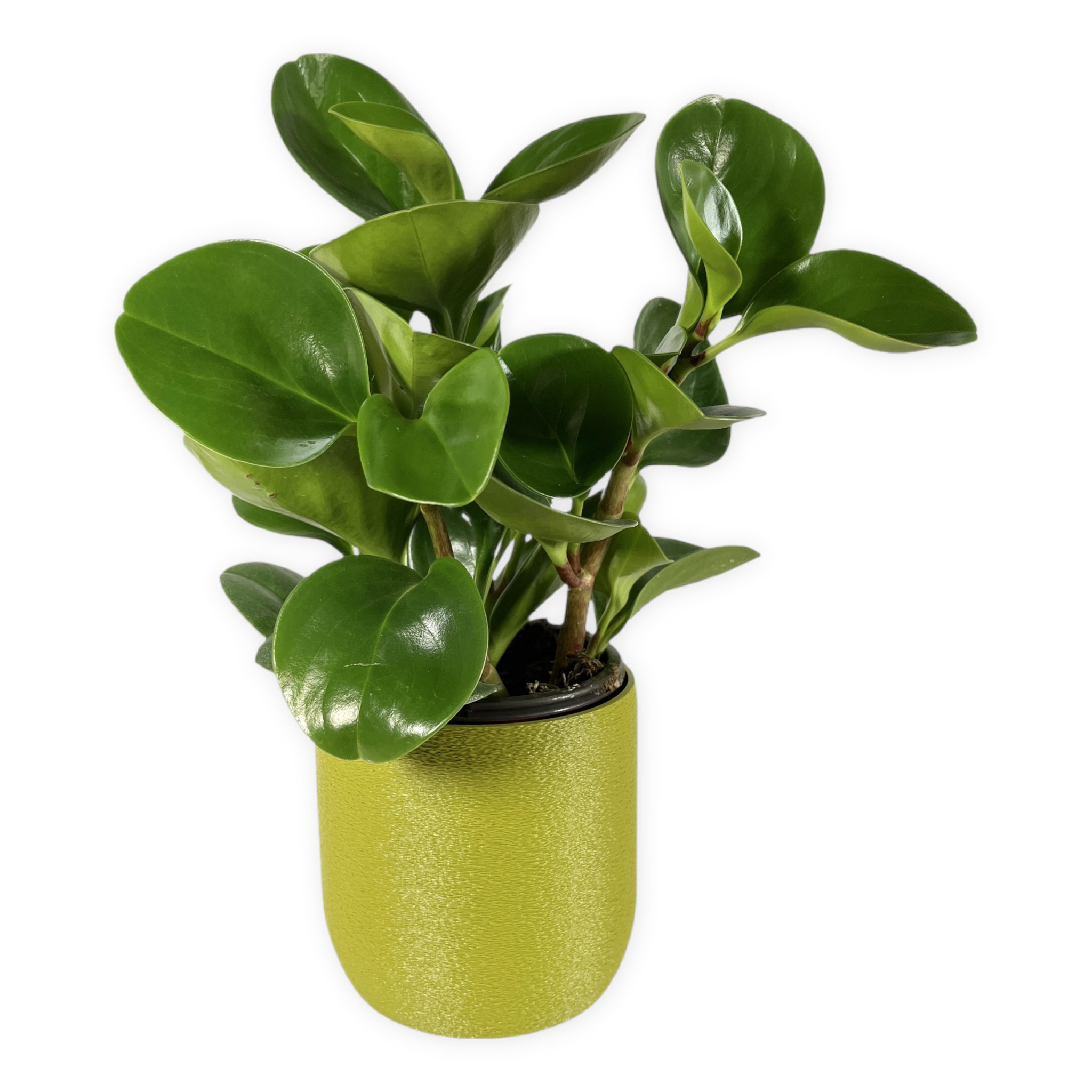Leafprints.3d - Wholesale Plant Pot - The Moss – 4 Inch Cover Pot (No Drainage)7