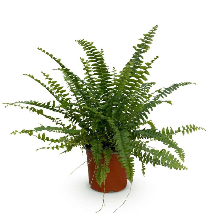 Nephrolepis exaltata Green Lady Bregne – Kæledyrsvenlig stueplante 12cm – Højde ca. 25cm – Dekorativ grøn bregne til stue, kontor & soveværelse for engroshandel hos Oasis of Life