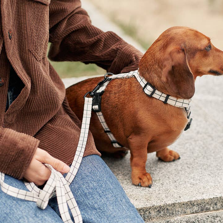 CAFIDE – Großhandel Haustiergeschirr – Hund – Geschirr aus recyceltem PET, Linea Beige Design, Juno