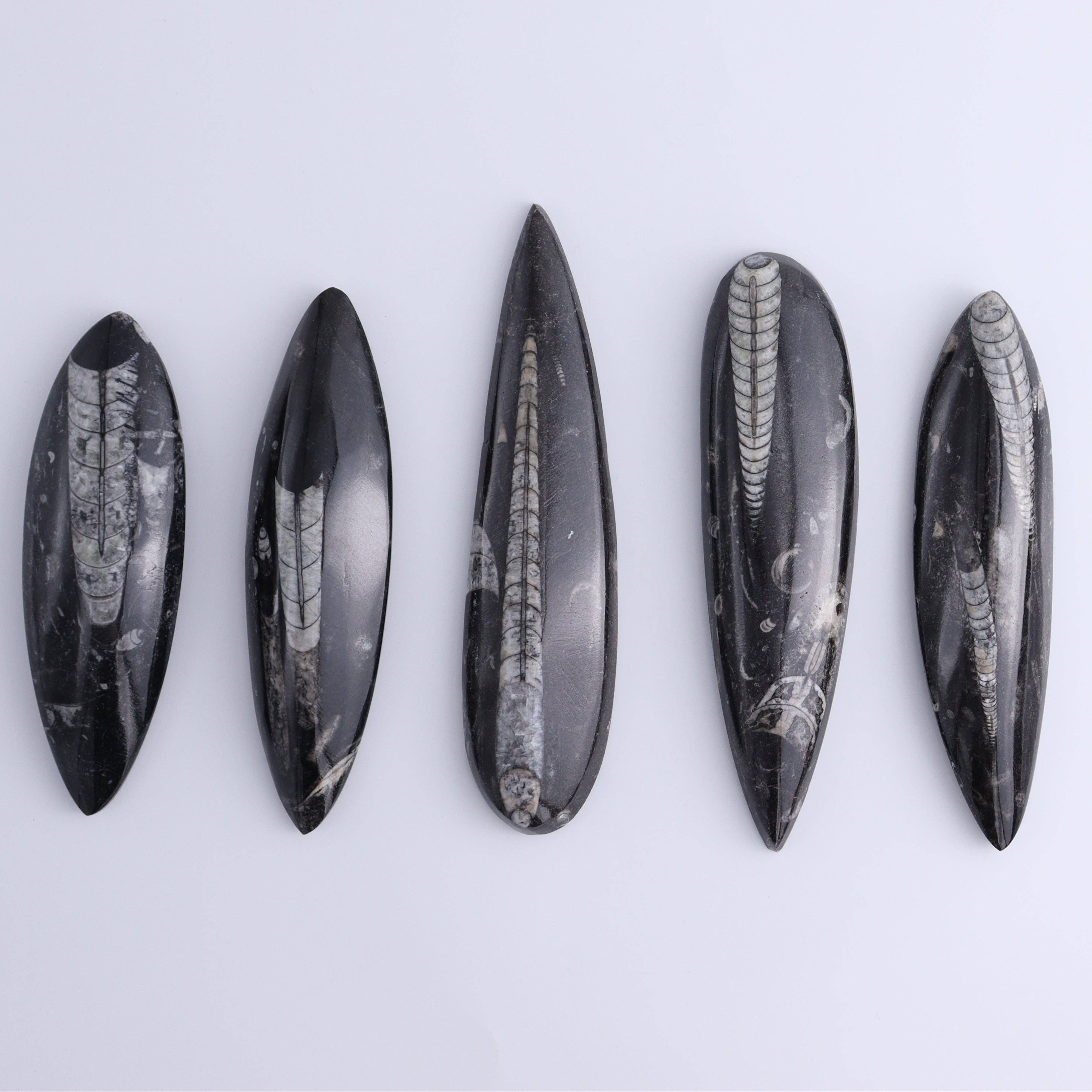 Mi Esperanza Minerals - Wholesale Spiritual Stone/Crystal - Orthoceras Polished Set of 50