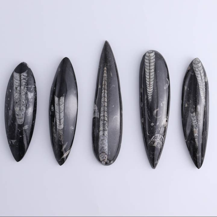 Mi Esperanza Minerals - Wholesale Spiritual Stone/Crystal - Orthoceras Polished Set of 5