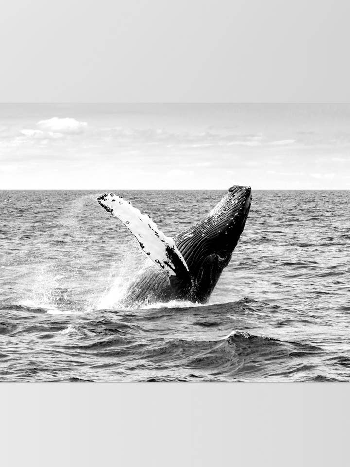 Humpback Whale Art Print. Whale Black & White Poster Art for wholesale by PRINT AND PROPER
